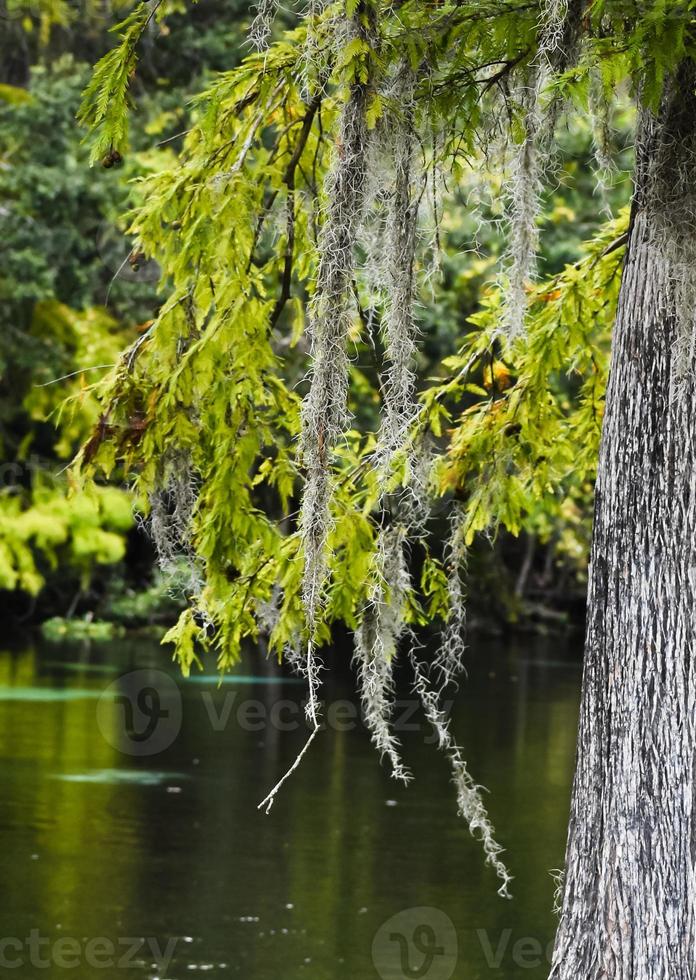 spanska mossa på en cypress träd i tampa florida foto