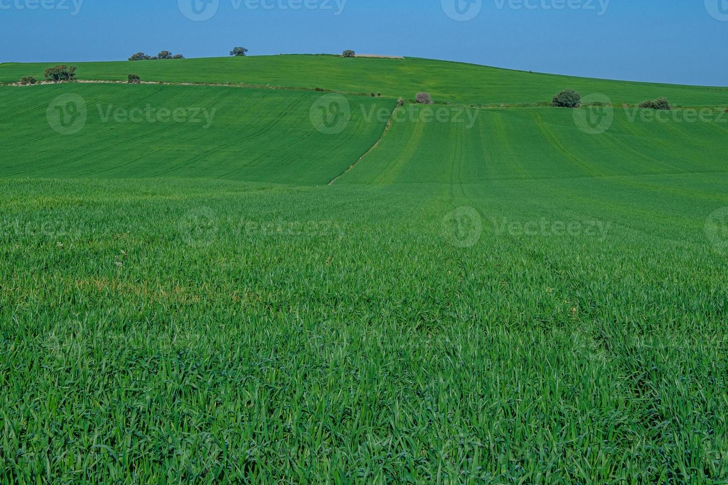 grönt sådd fält med blå himmel foto