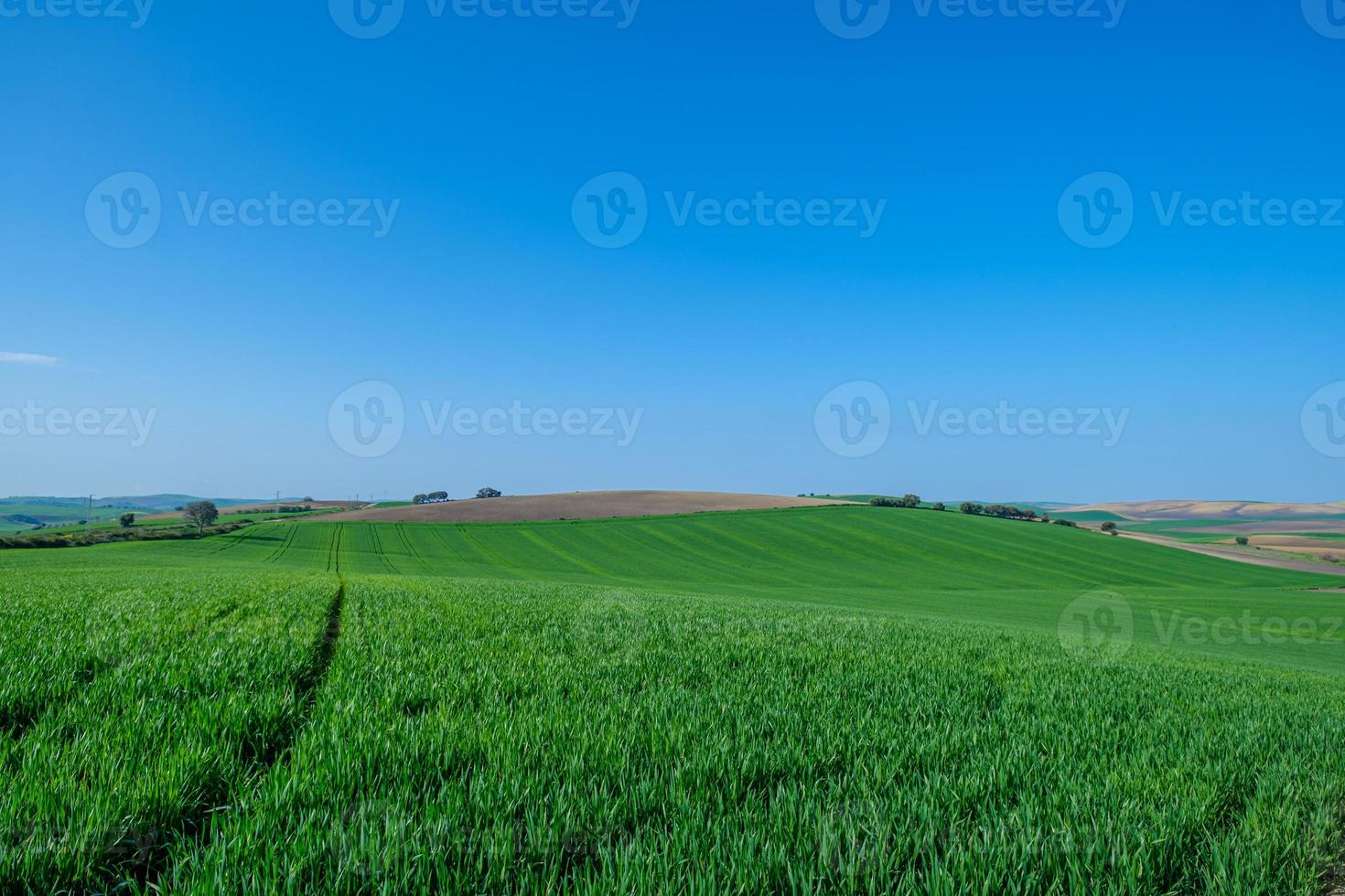 grönt sådd fält med blå himmel foto