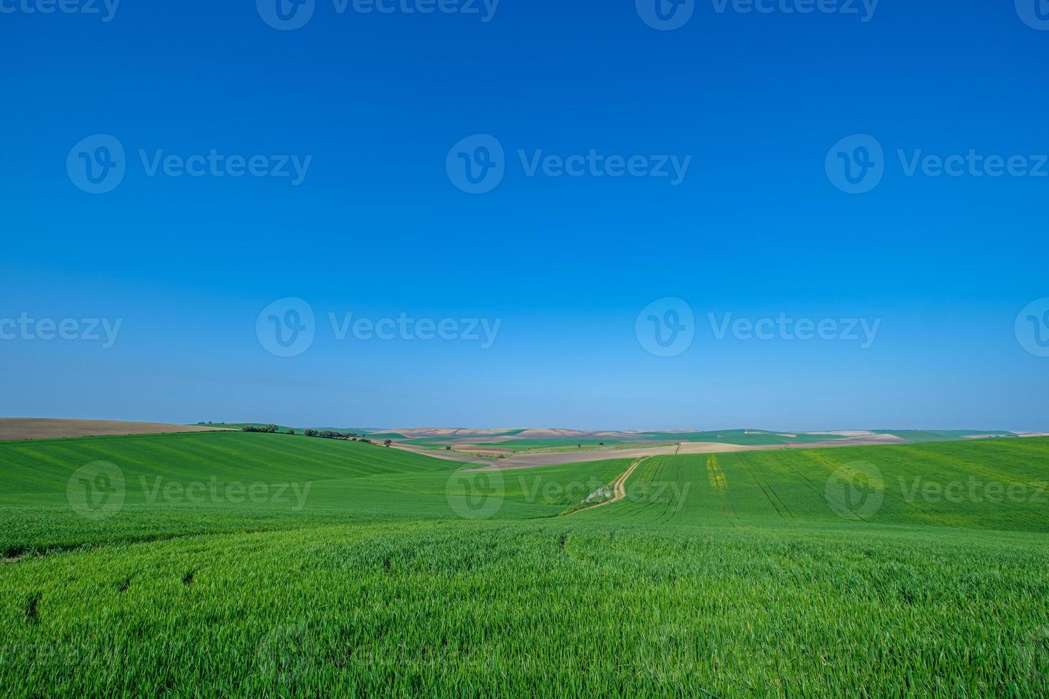 grönt sådd fält med blå himmel foto