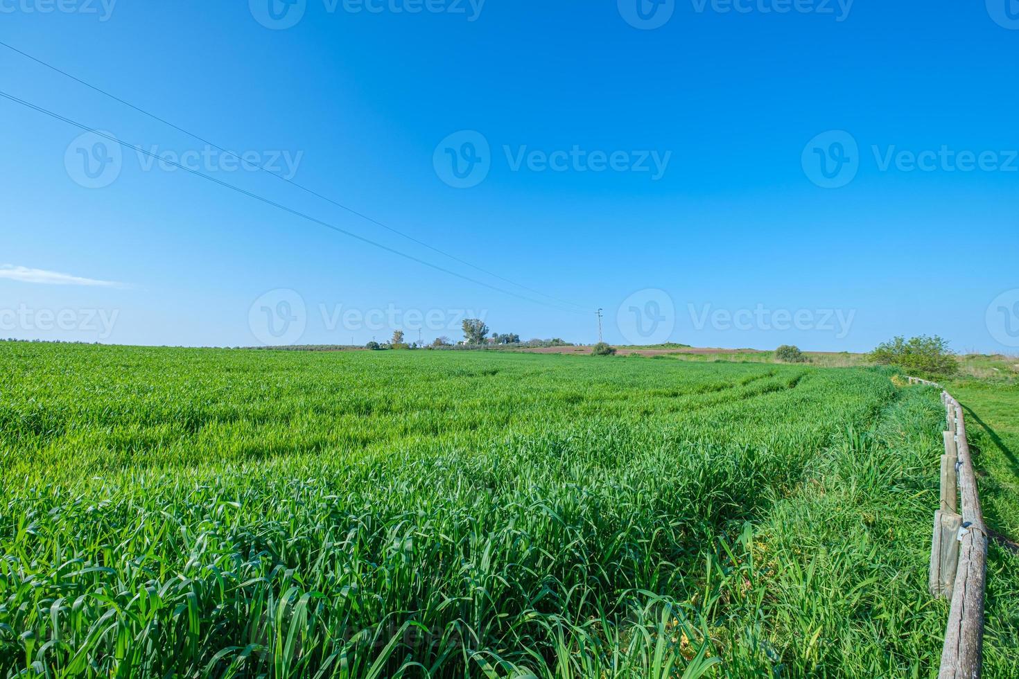 lantligt grönt sådd fält med blå himmel foto