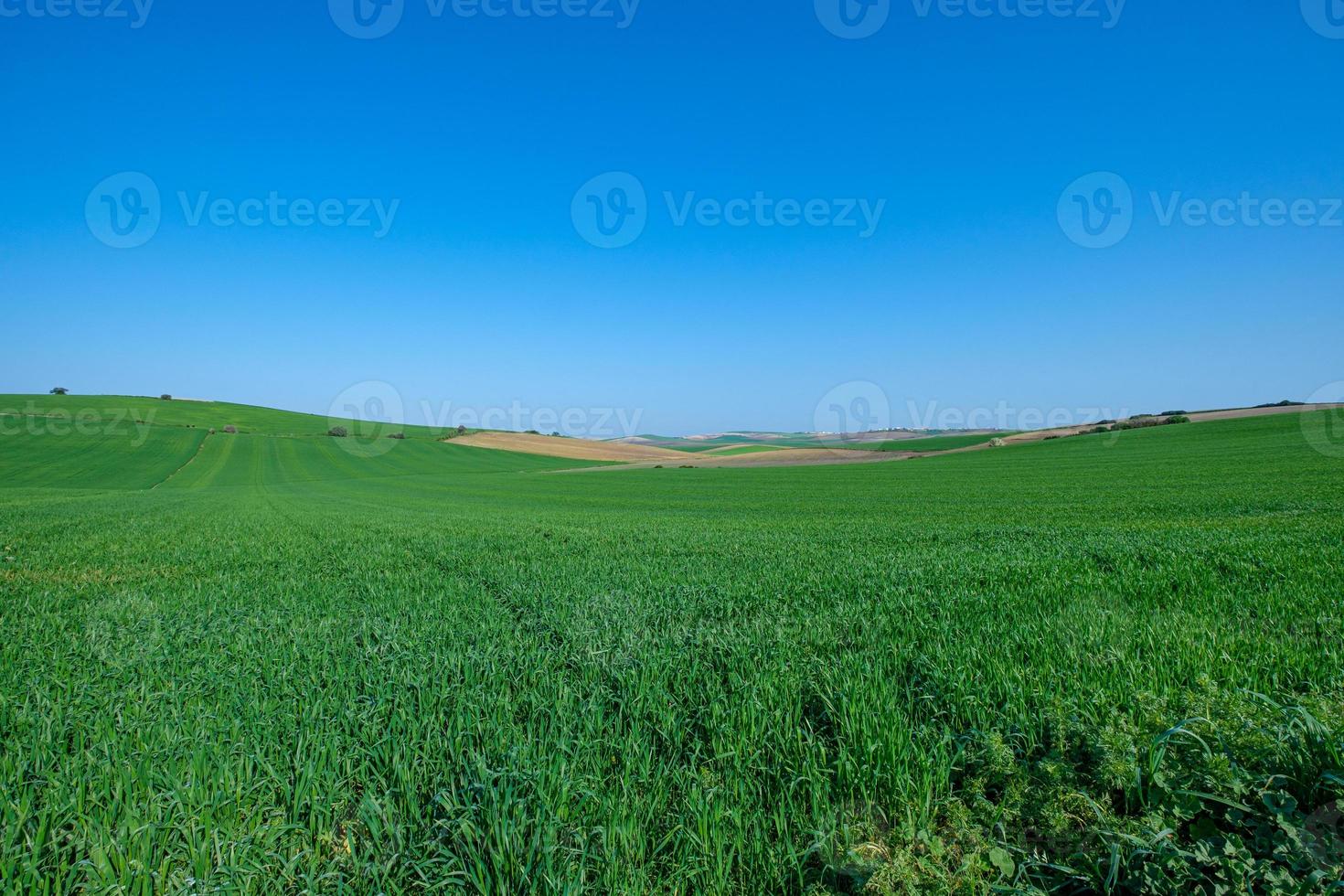 grönt fält med blå himmel foto