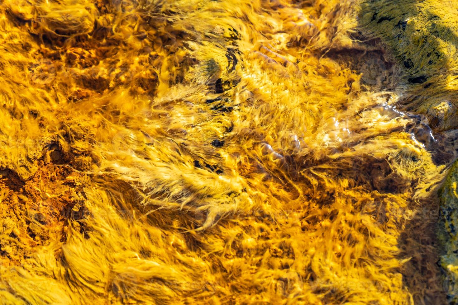 gul alger abstrakt bakgrund foto