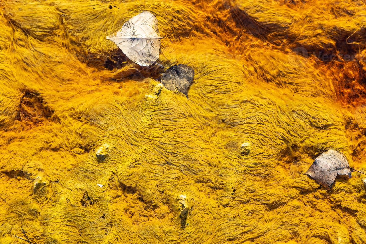 gul abstrakt natur bakgrund foto