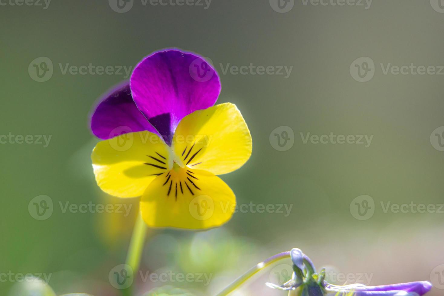 pansies med lila och gul nyanser foto