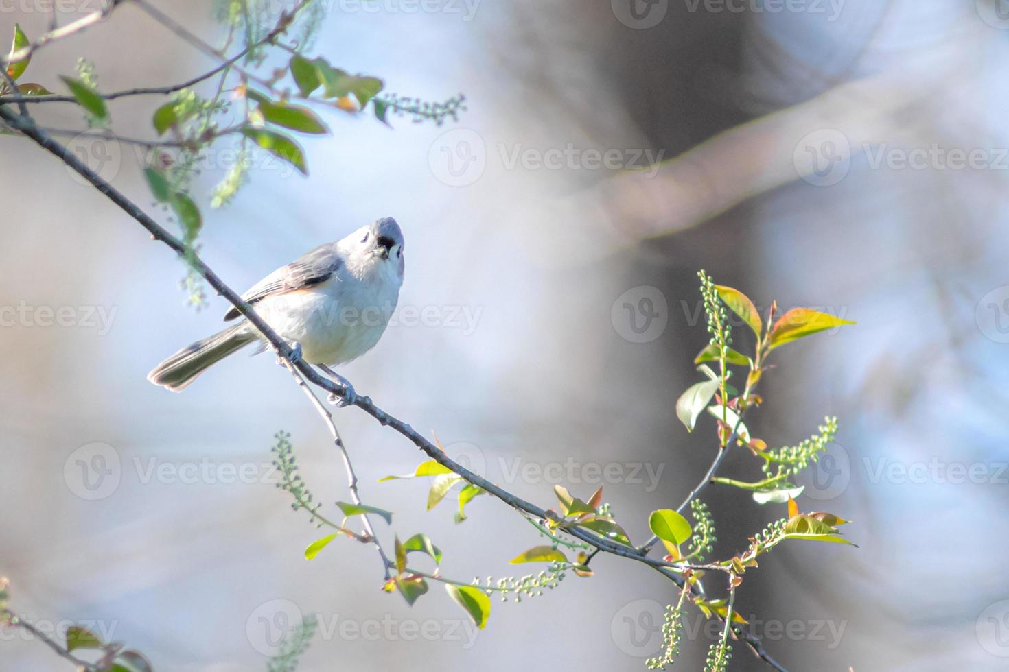 chickadee fågel uppflugen på en träd gren i vår foto