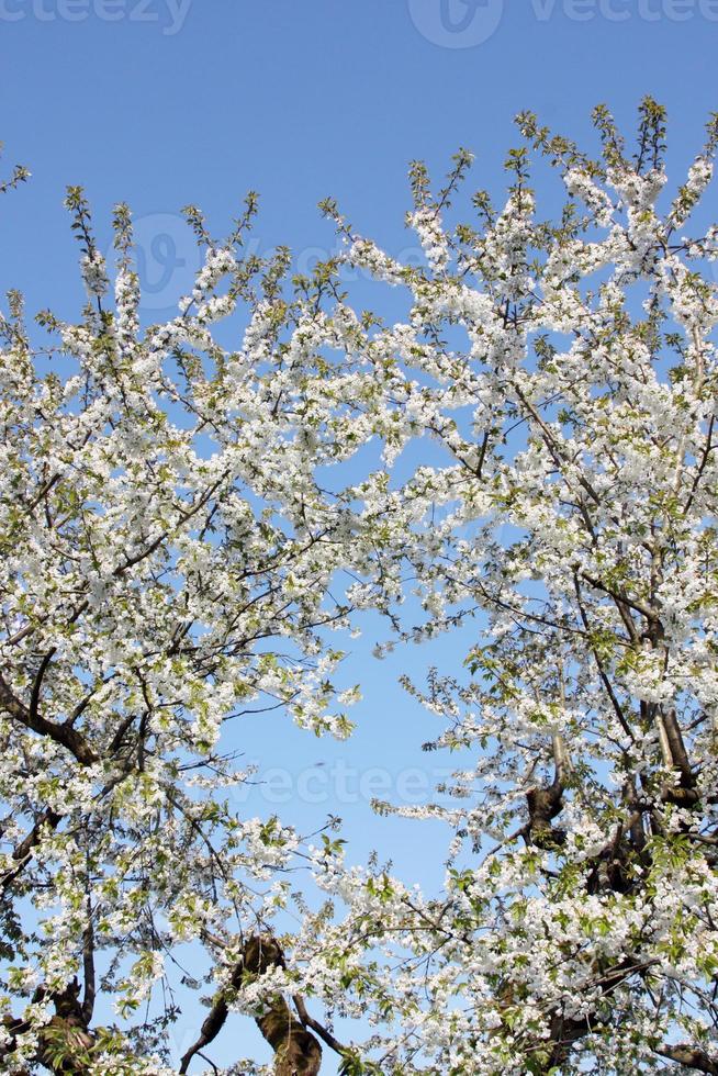 vacker gren av blommande träd på våren. foto