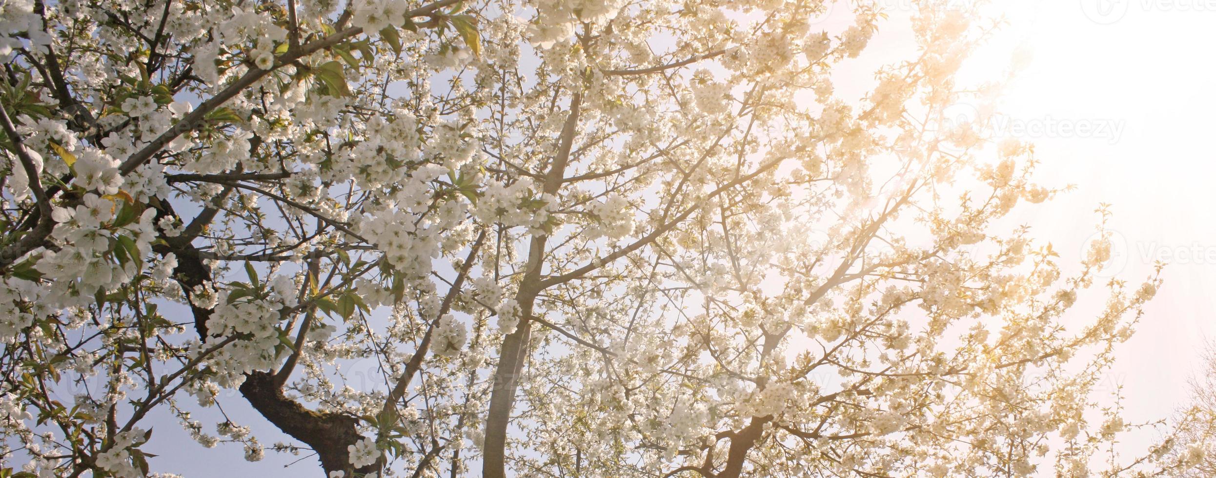 vacker gren av blommande träd på våren. foto