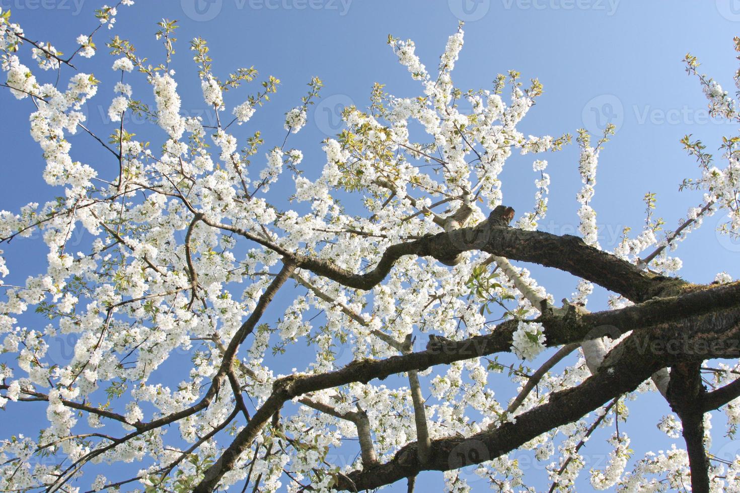 vacker gren av blommande träd på våren. foto