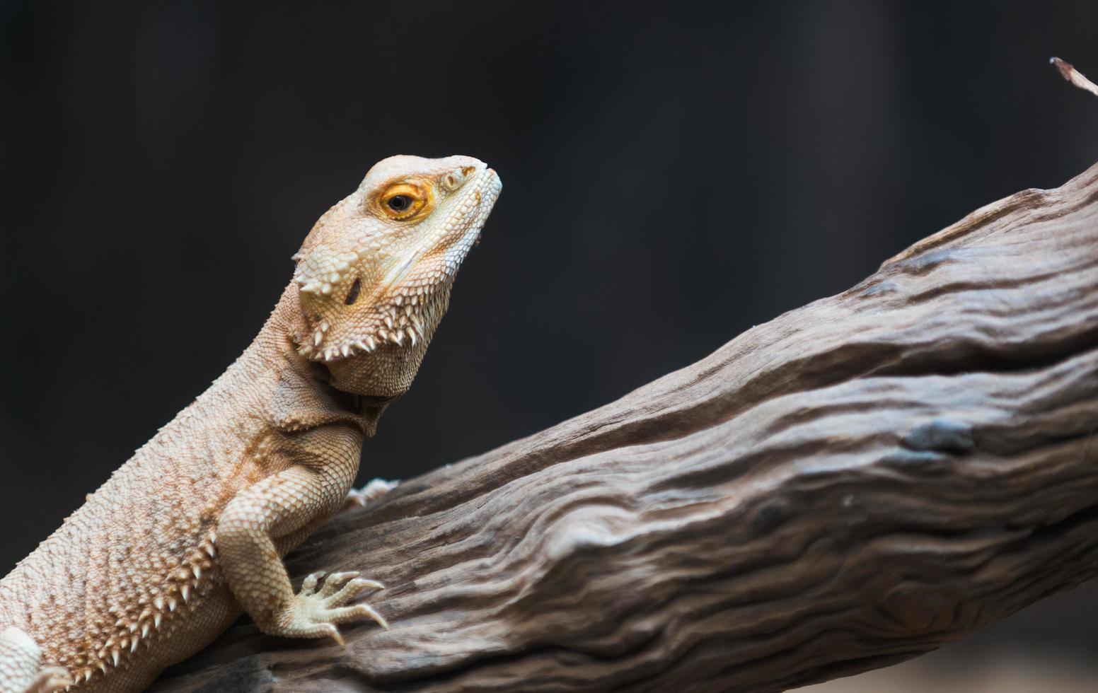 kameleont leguan på svart bakgrund foto