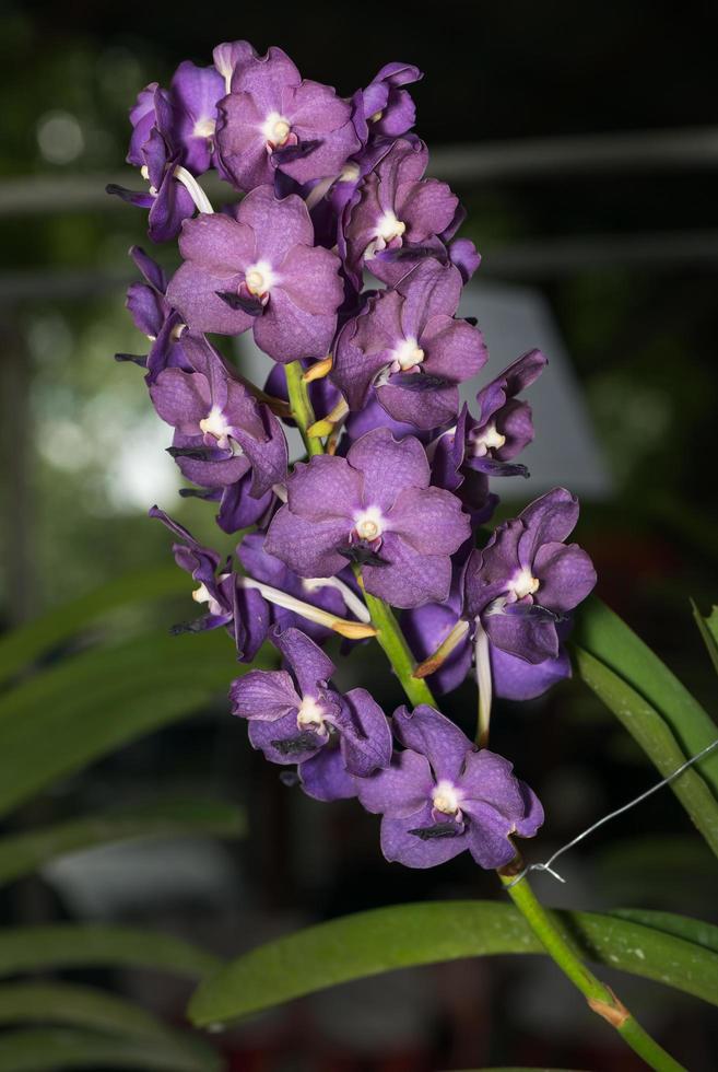 hybrid lila vanda orkide foto