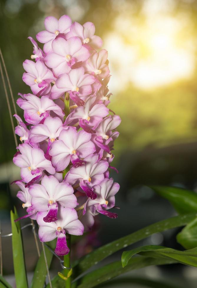 hybrid rosa vanda orkide på natur bakgrund foto