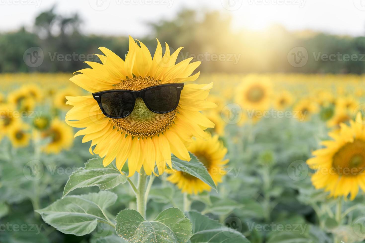 söt solros ha på sig solglasögon foto