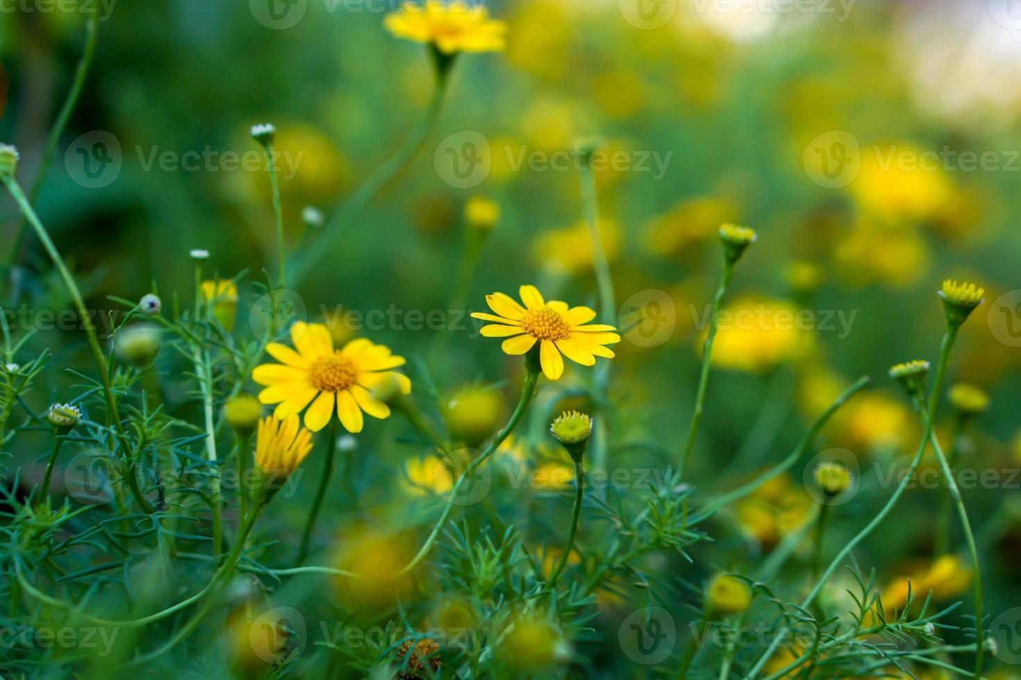 närbild liten gul daisy i en offentlig parkera trädgård med naturlig Sol ljus på suddigt bakgrund. foto