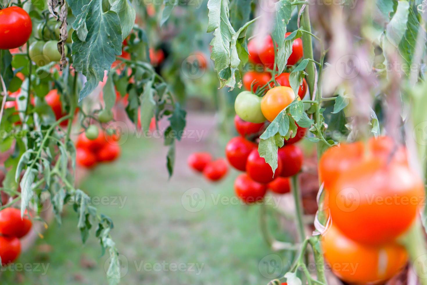 närbild röd tomat hänga på gren i en trädgård med naturlig lampor på suddig bakgrund. foto