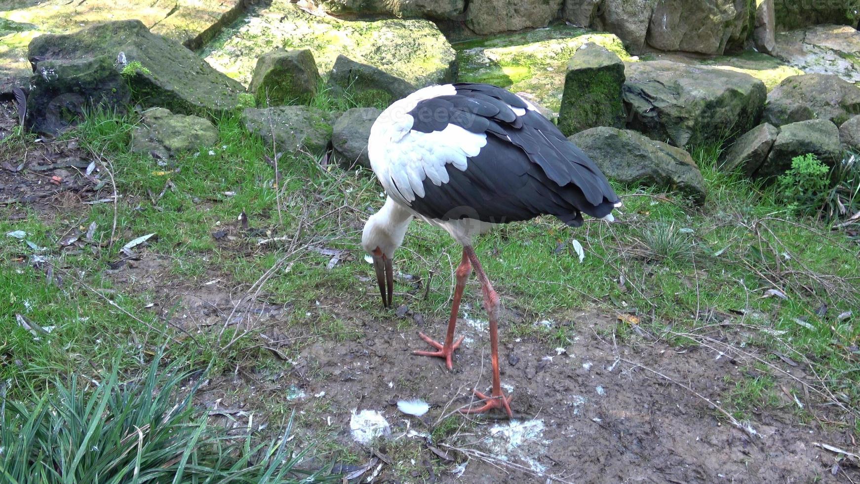 vit stork ciconia ciconia ser för mat i de gräs foto