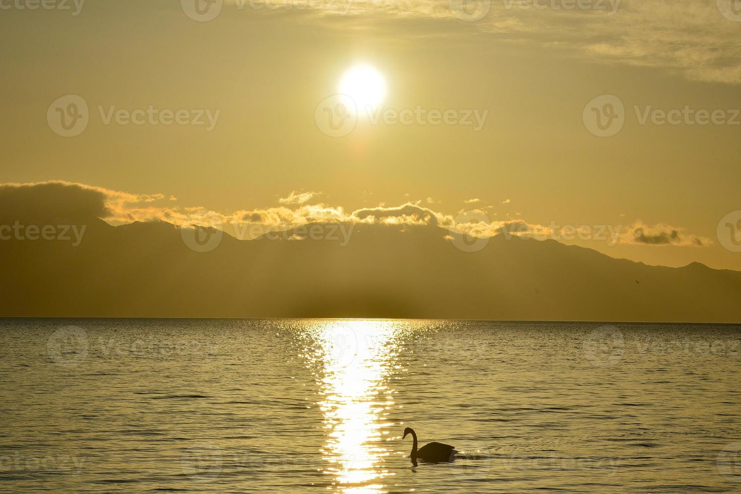 svanar simma i de gyllene morgon- ljus av tarim sjö foto