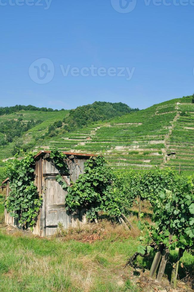 vingård landskap på Donau flod i wachau dalen, lägre österrike foto