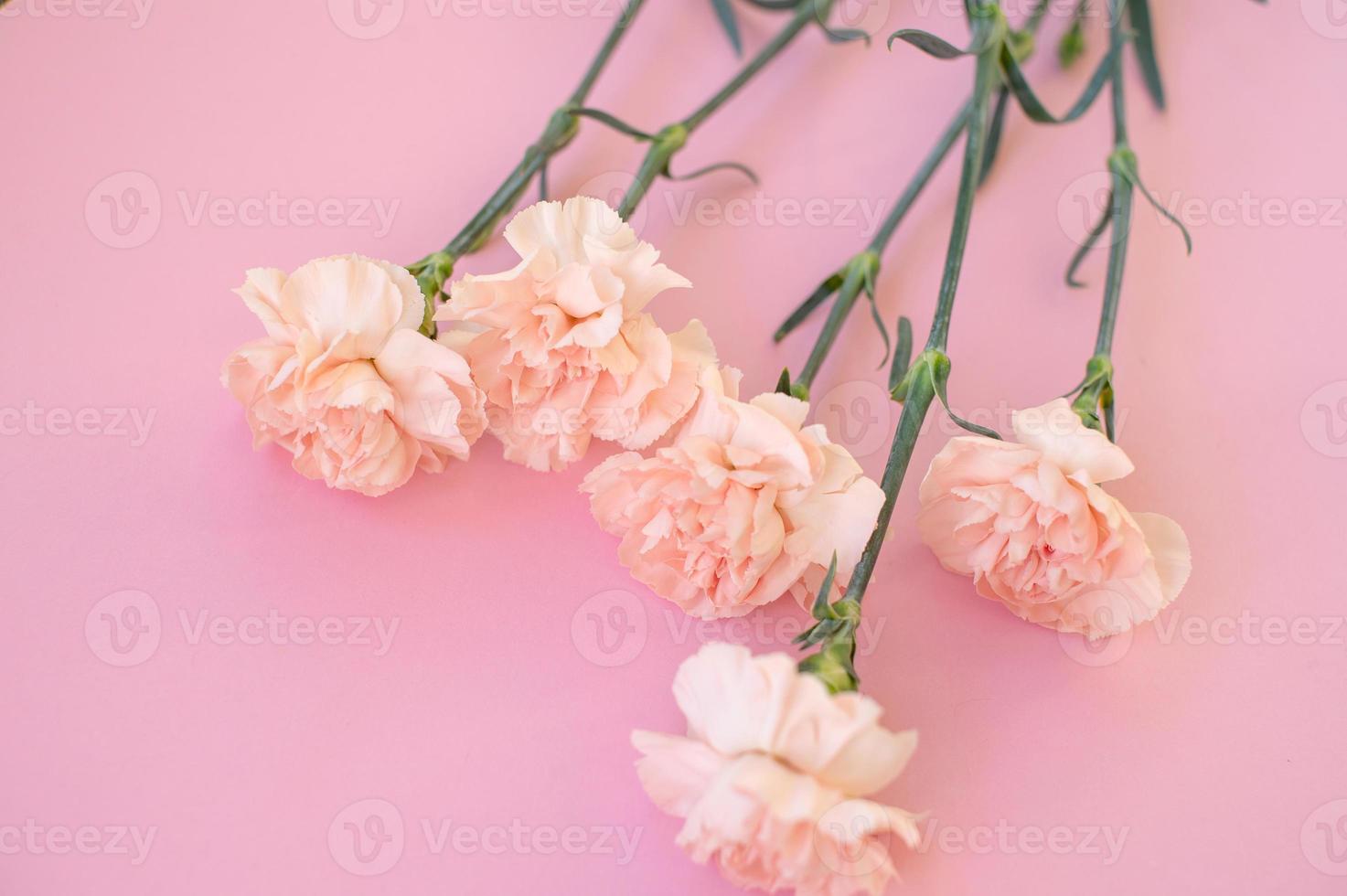 rosa nejlikor på en rosa bakgrund foto