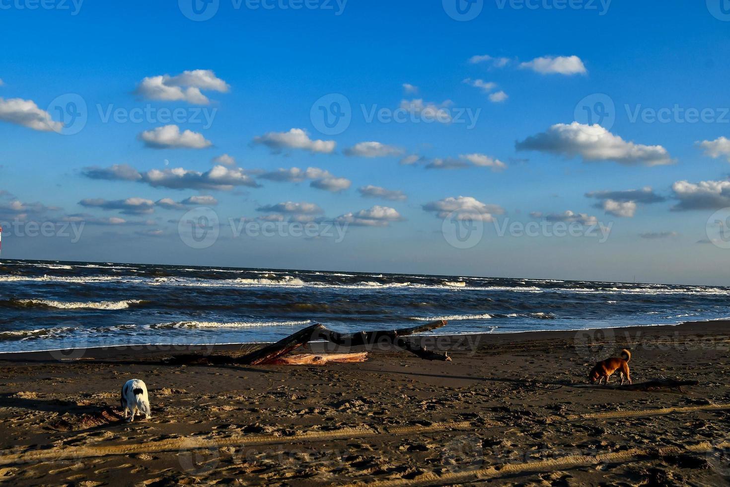 naturskön kust se foto