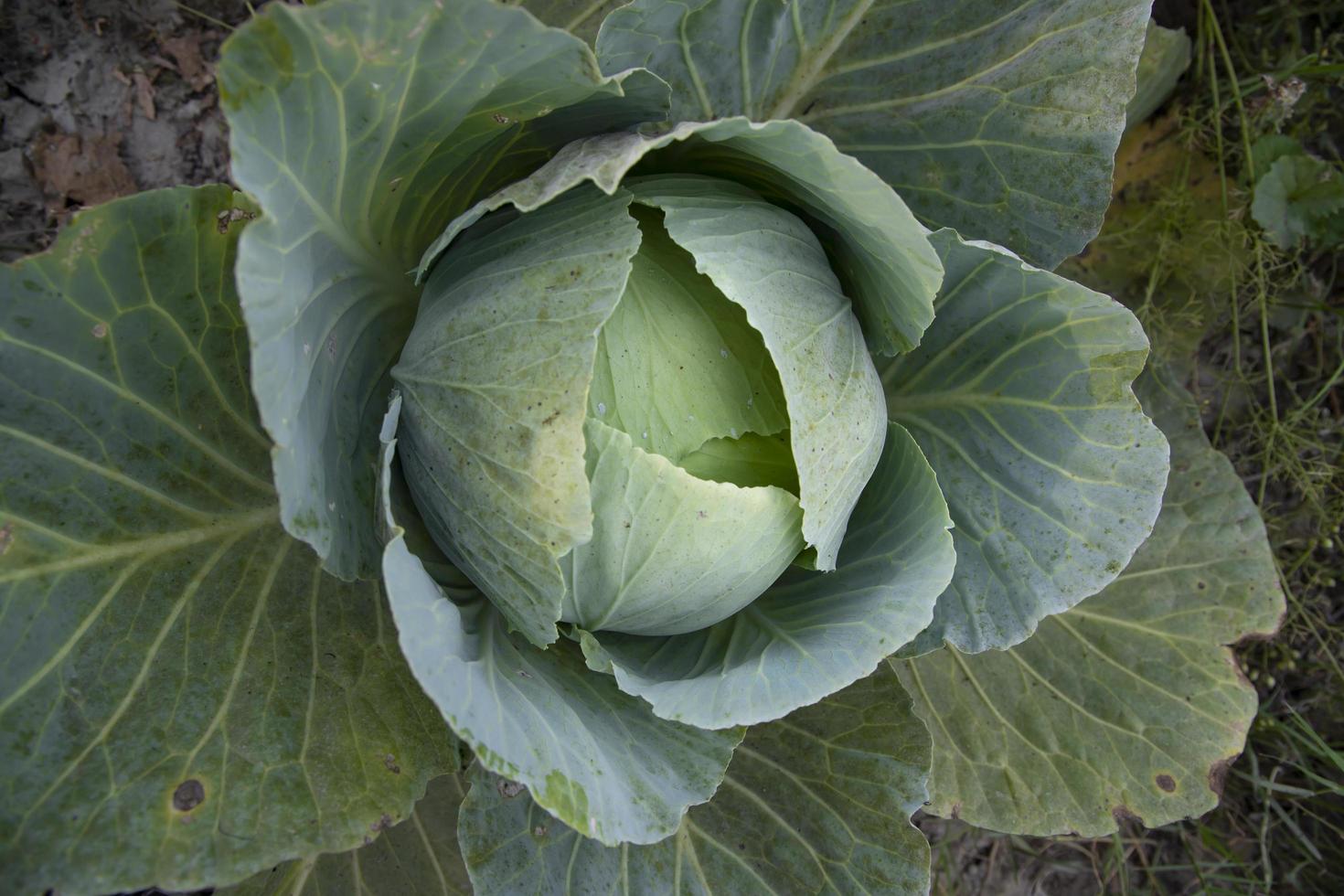 topp se av grön kål i de vegetabiliska trädgård. selektiv fokus foto