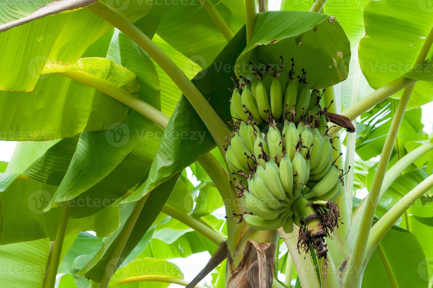 rå banan knippa hängande på träd i de trädgård på thailand foto