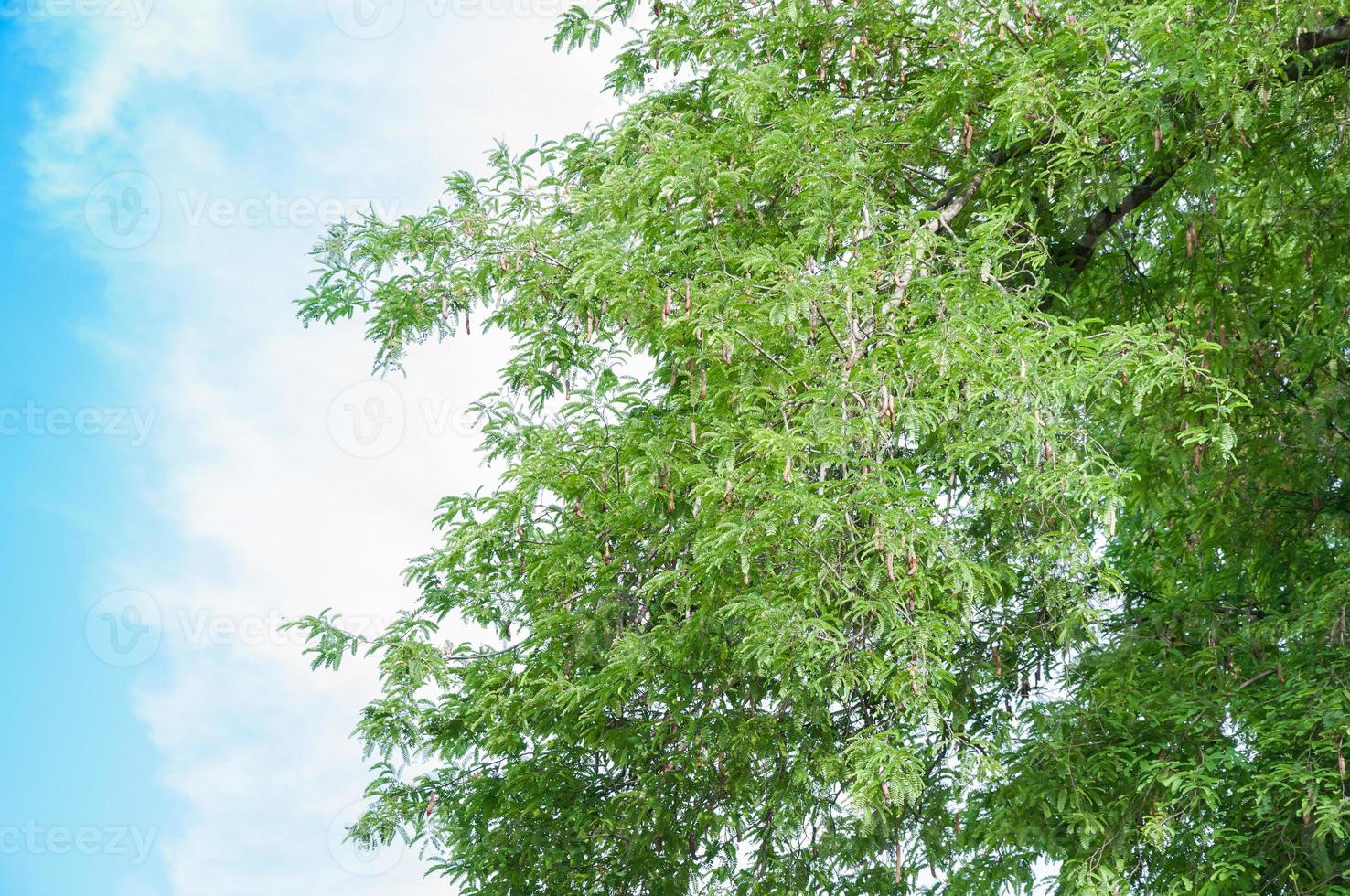 tamarind träd tamarind pod på blå himmel bakgrund foto