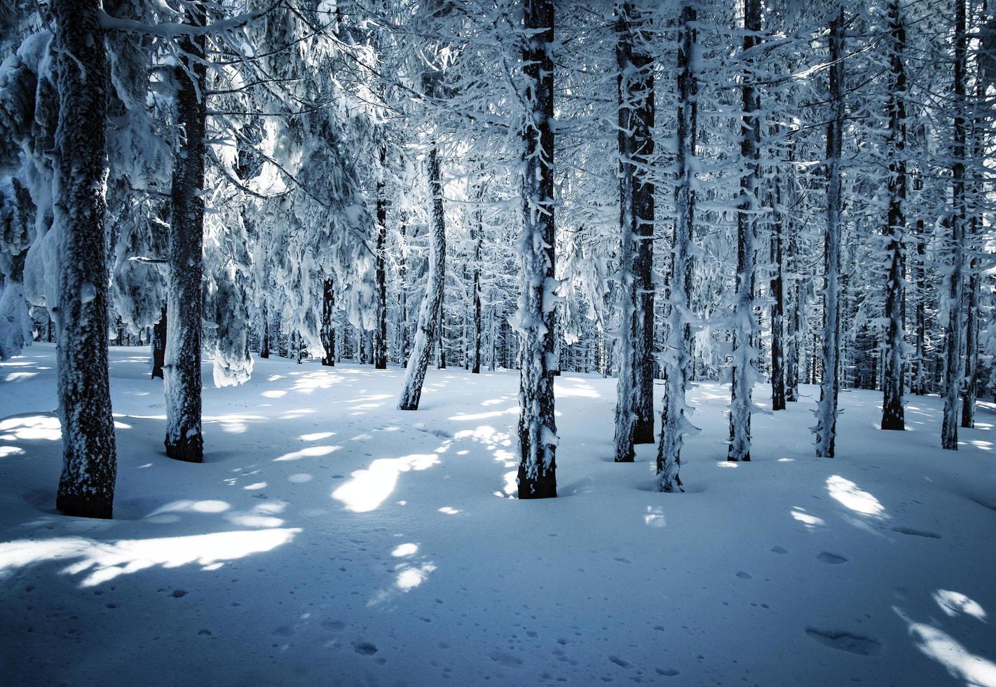 skog under vintern foto