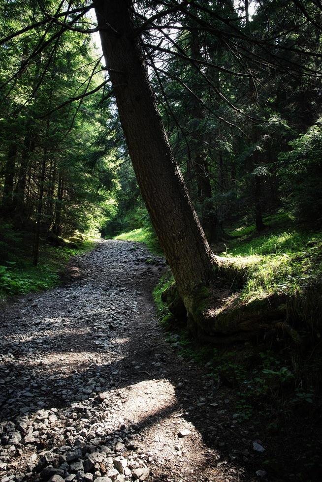 mörk skogsväg foto