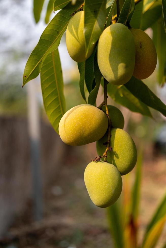 råa vilda gröna mango som hänger på en gren foto