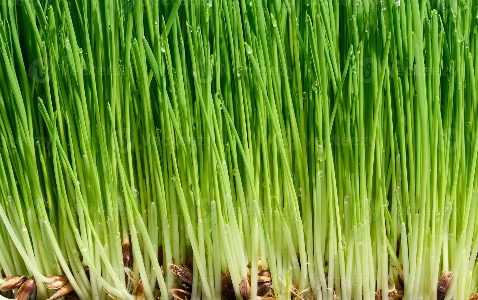 grön vete groddar med vatten droppar, makro foto