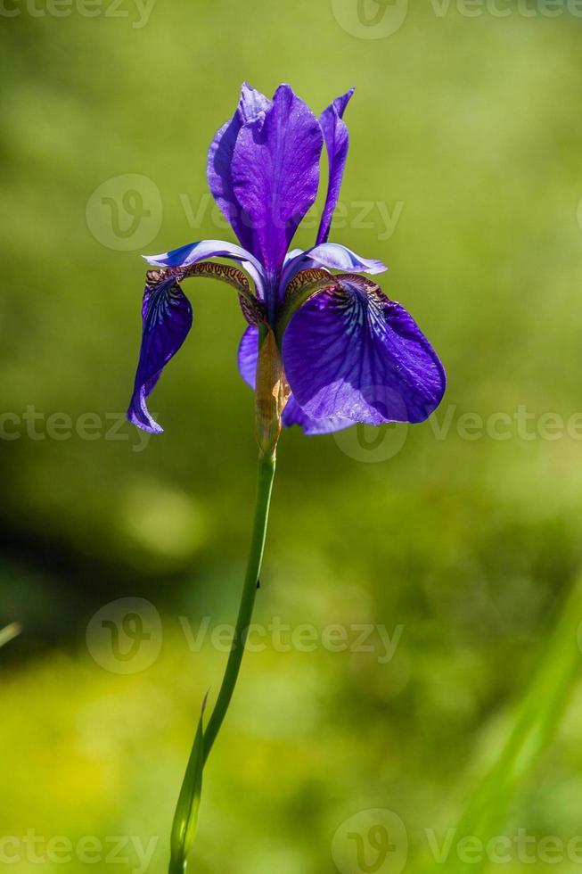 skön violett iris under de Sol ljus foto