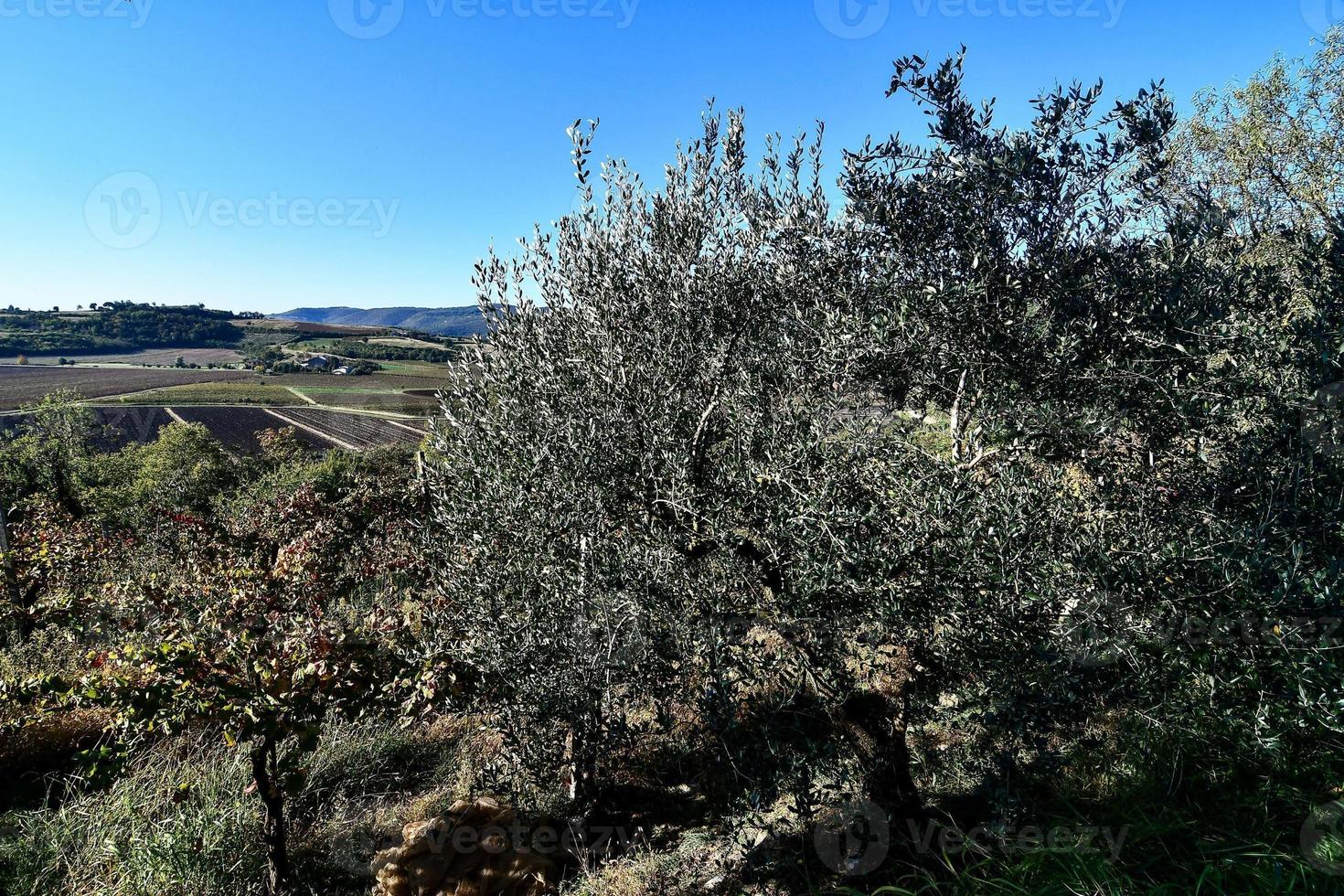 naturskön lantlig landskap foto