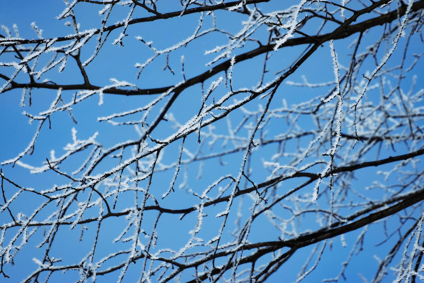 frost på trädgrenar foto