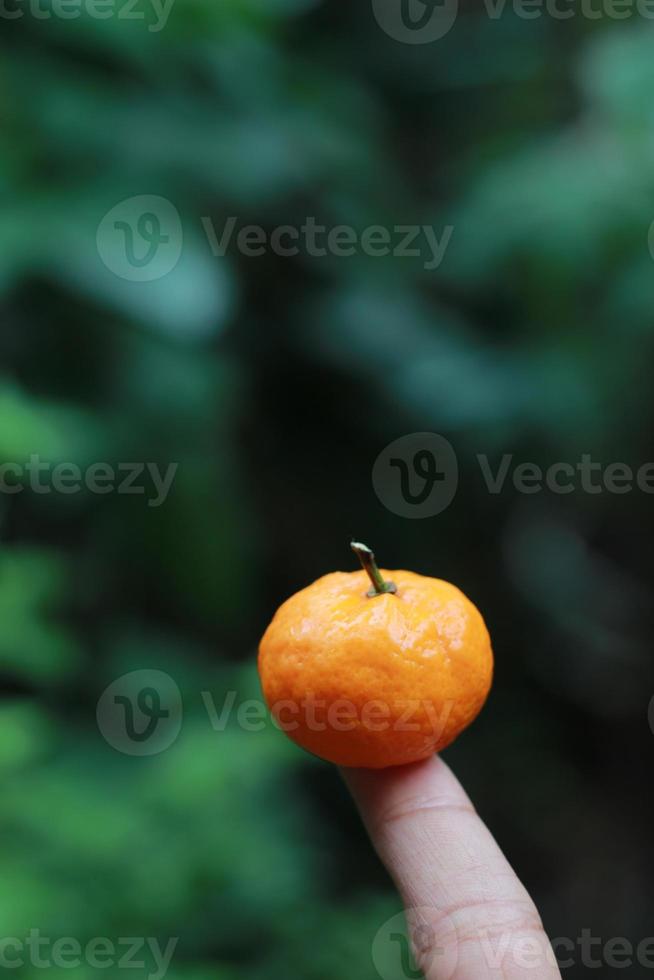 en stänga upp av mini citrus- frukt placerad på fingertopparna med träd i de bakgrund. frukt Foto begrepp.