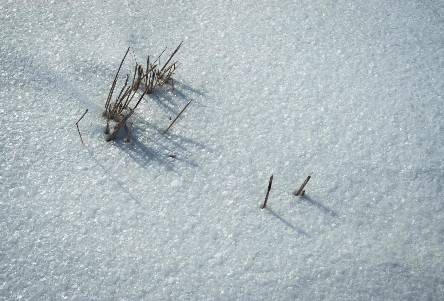 torrt gräs på snön foto