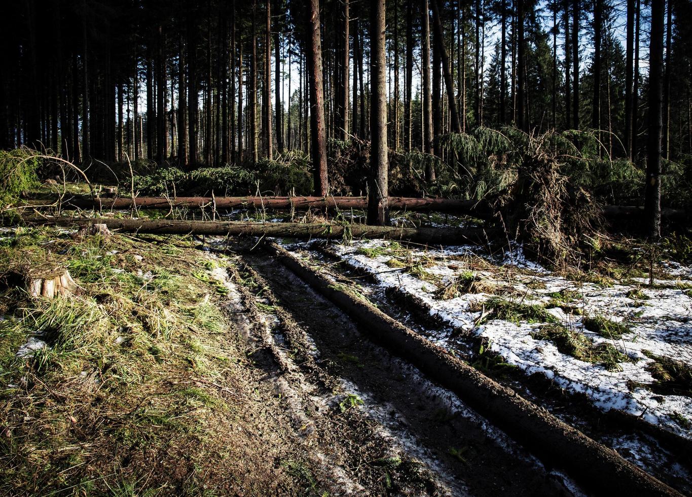 skog efter en stark vind foto