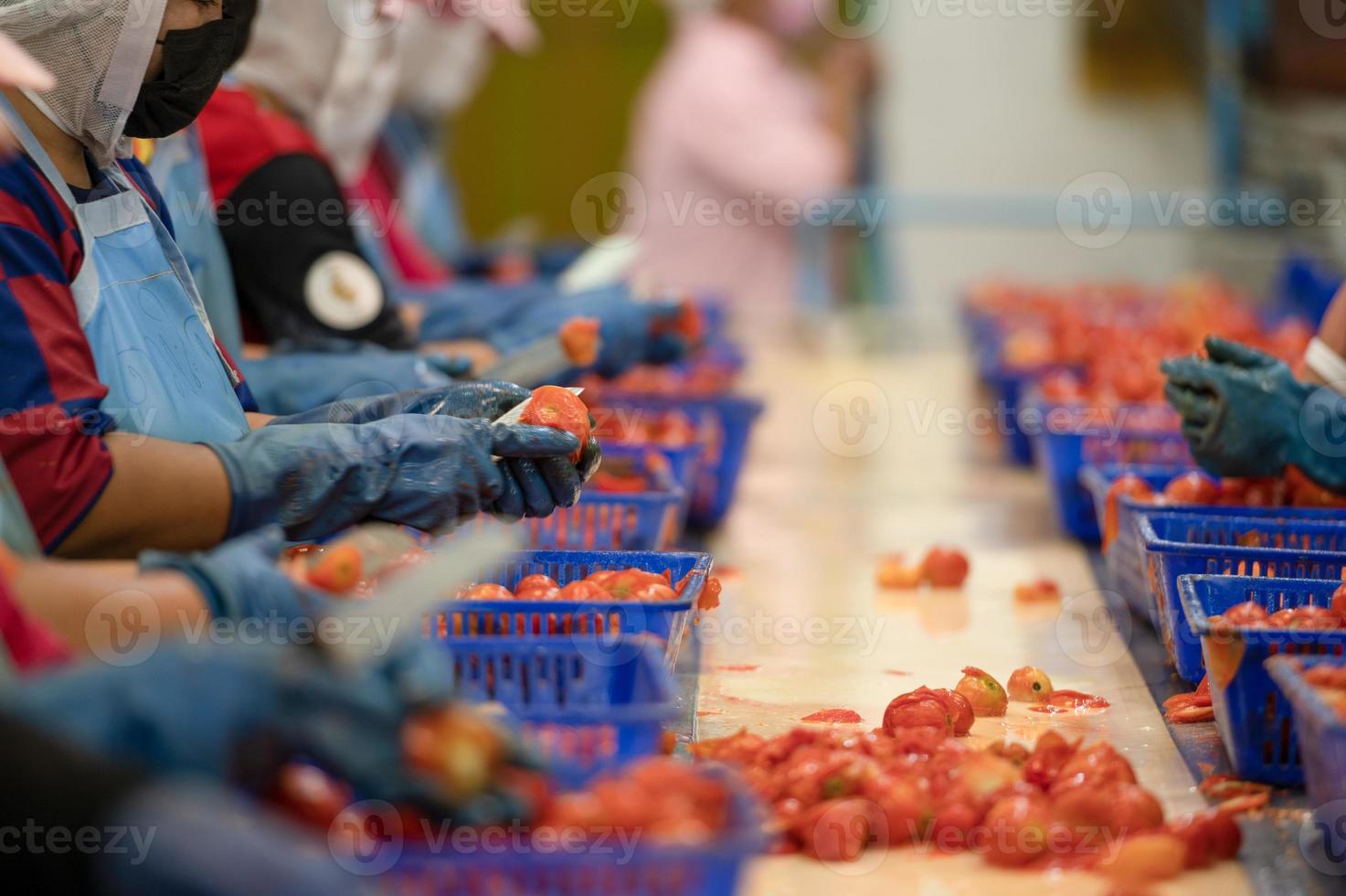 arbetare hackning tomater för konserverad tomat sås i industriell produktion mönster, industriell produktion av tomater och tomat klistra, mat industri, mat fabrik foto