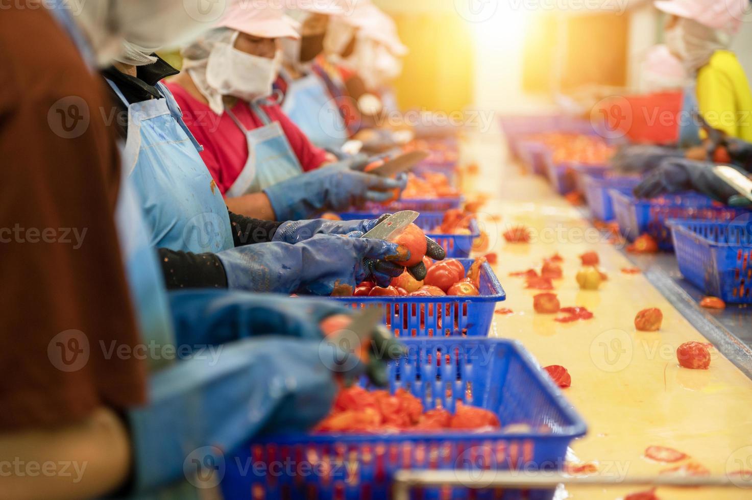 arbetare hackning tomater för konserverad tomat sås i industriell produktion mönster, industriell produktion av tomater och tomat klistra, mat industri, mat fabrik foto