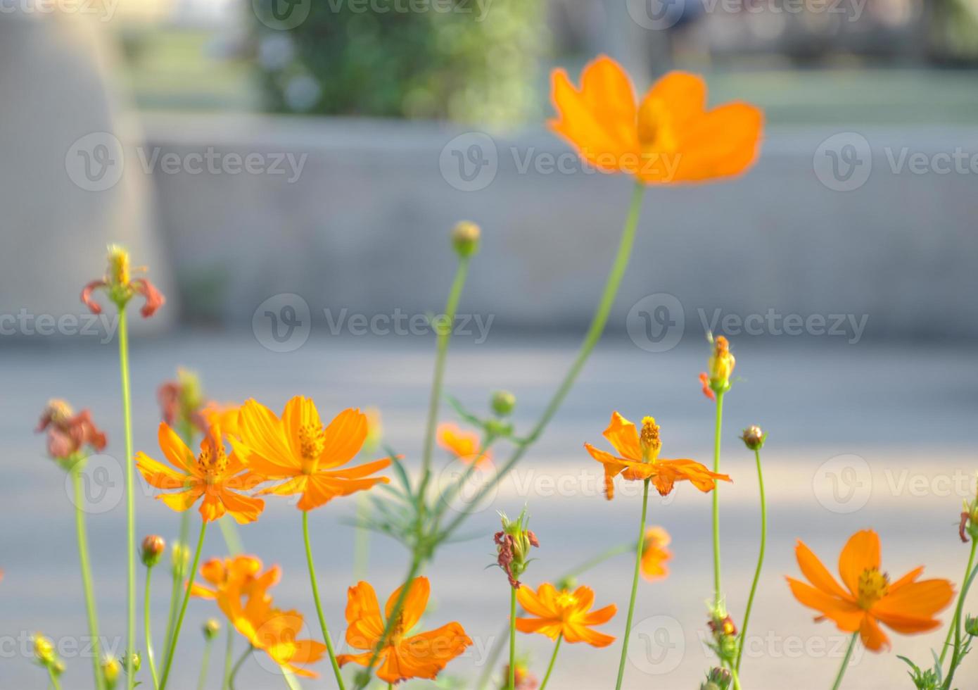 orange blommor blomma i de trädgård. foto