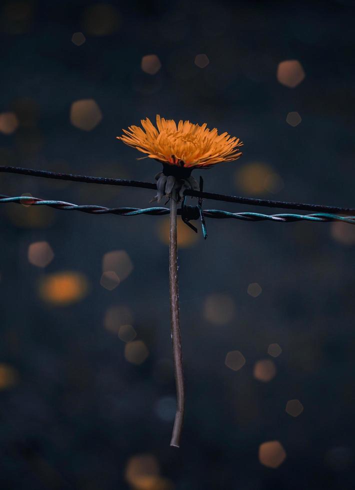 gul blomma under vårsäsongen foto