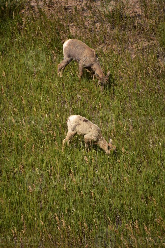 ung Stort horn får betning på prärie gräs foto