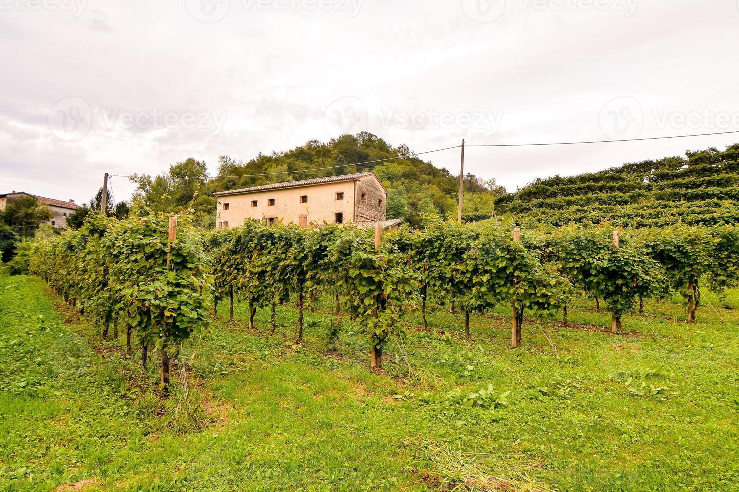 vingård i de landsbygden foto