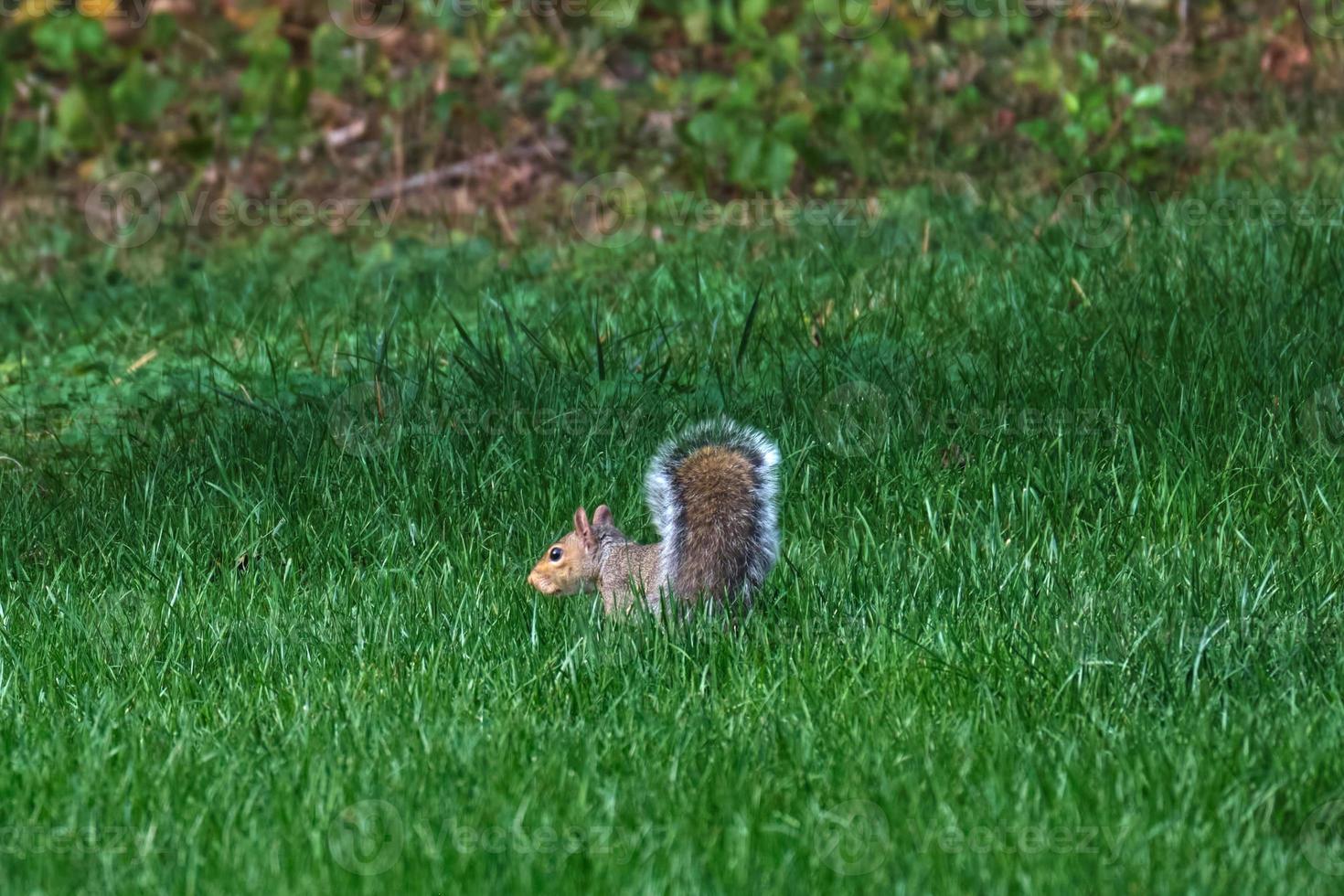 östra grå ekorre i Sök av mat i tidigt höst foto