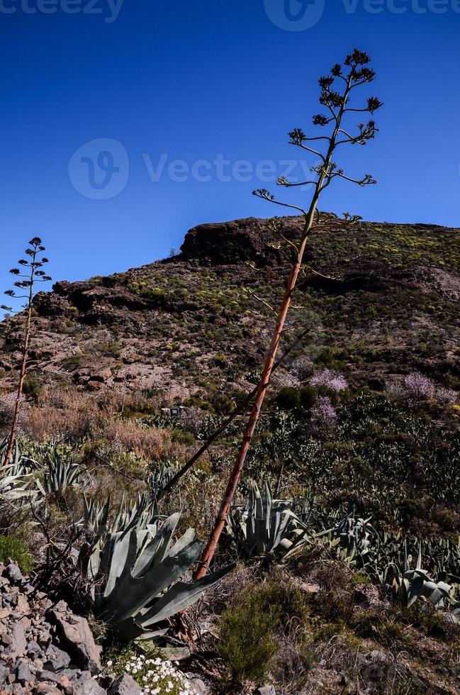 natursköna bergslandskap foto