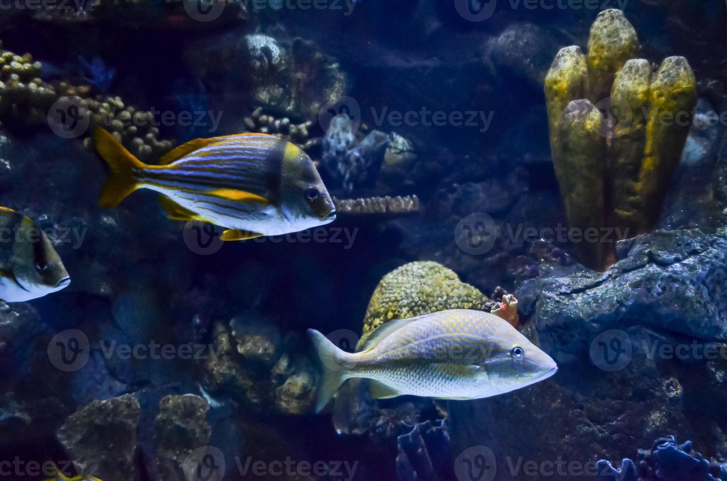 marin liv i de akvarium foto