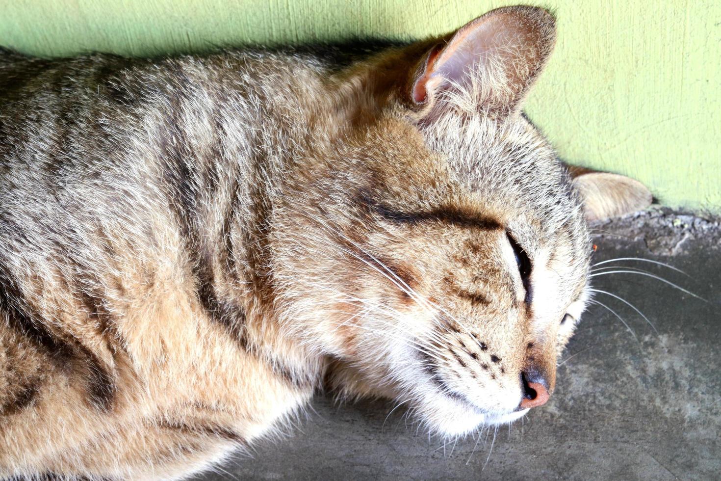 däggdjur, fluffig och mjuk brun päls katter, söt och söt husdjur foto