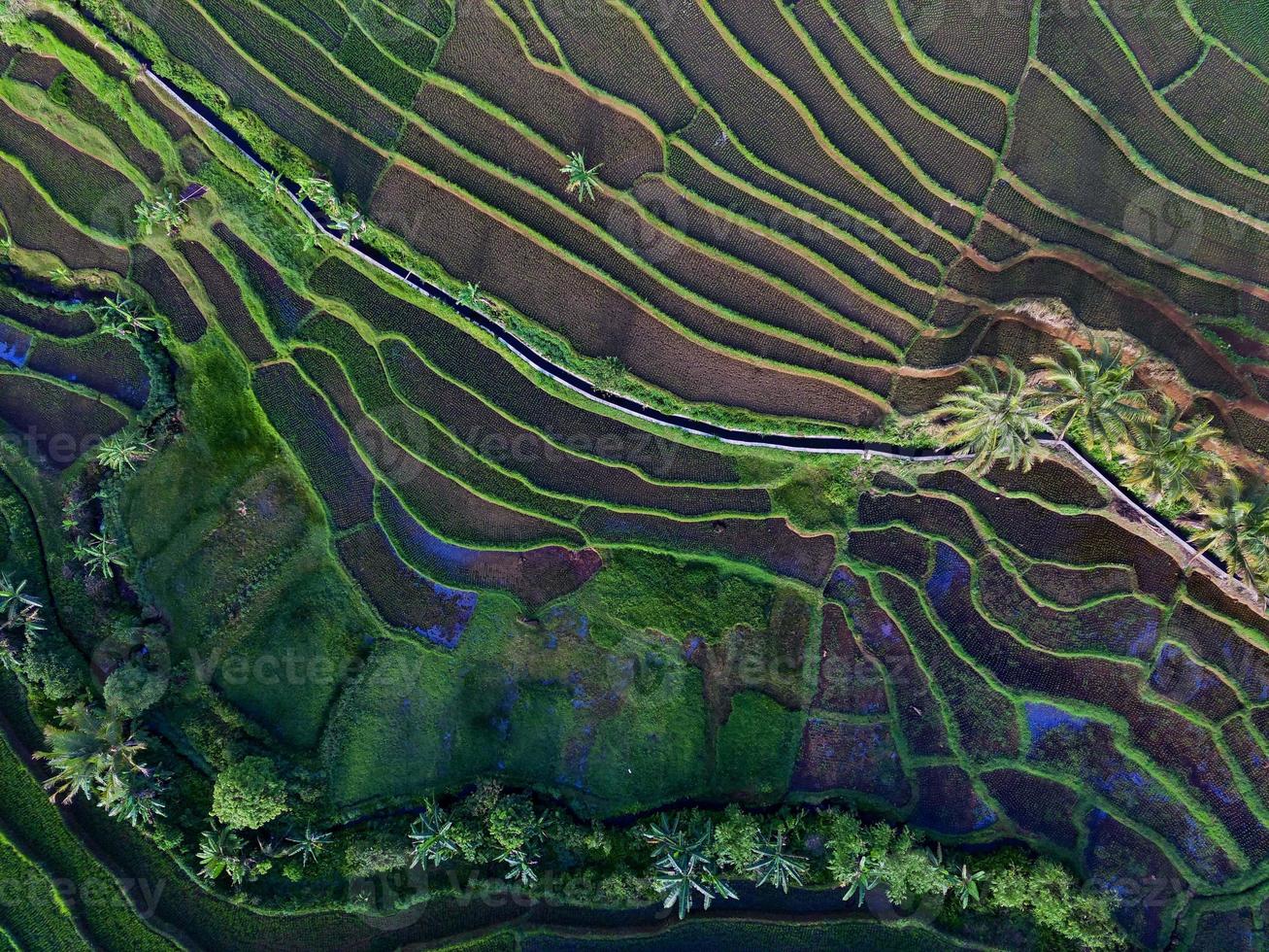 antenn se av grön ris terrasser i indonesien foto