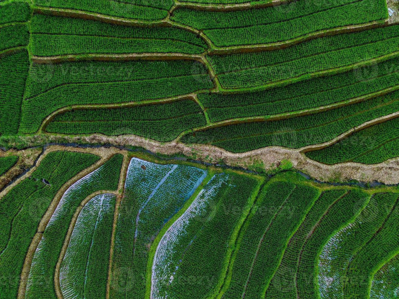 antenn se av grön ris terrasser i indonesien foto