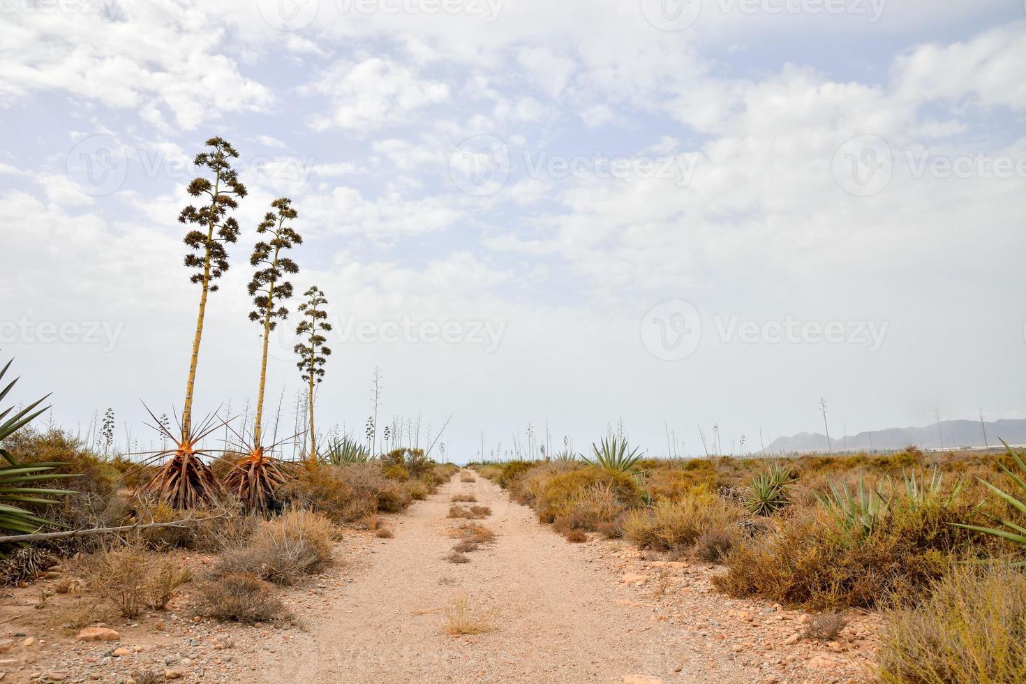 landskap på teneriffa, Spanien foto